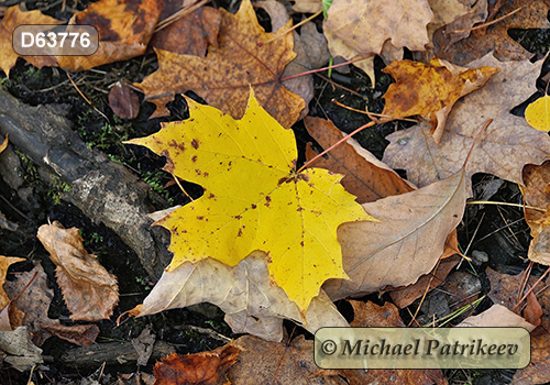 Sugar Maple (Acer saccharum)